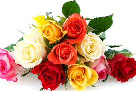 Cores de Rosas e seus Significados na hora de oferecer flores
